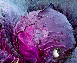 Насіння капусти Техас F1 2 500 с. Lark Seesd USA Насіння капусти Техас F1 2 500 с. Lark Seesd USA