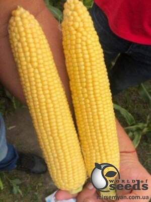Цукрова кукурудза 