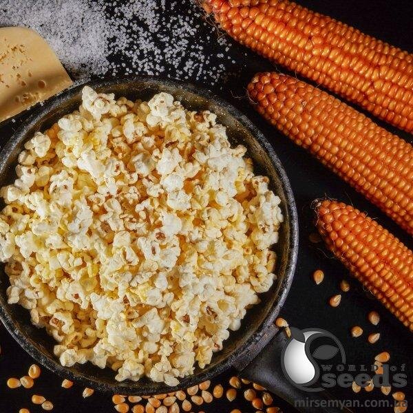 Кукурудза попкорн Естрелла F1 25000 с. Lark Seesd USA Кукурудза попкорн Естрелла F1 25000 с. Lark Seesd USA