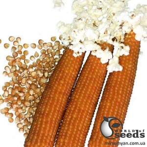 Кукурудза попкорн Естрелла F1 25000 с. Lark Seesd USA Кукурудза попкорн Естрелла F1 25000 с. Lark Seesd USA