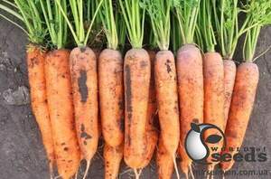 Морква 1932 F1 (1,8-2,0) 250000 с. Lark Seesd USA