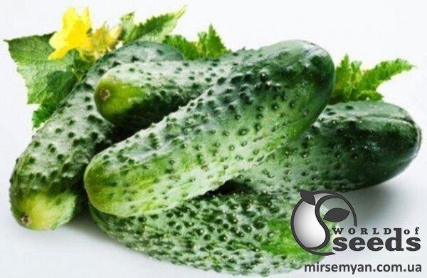 Насіння огірка Перемога F1 1000 с. Lark Seesd USA Насіння огірка Перемога F1 1000 с. Lark Seesd USA