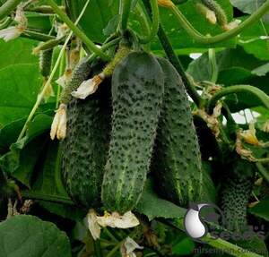 Насіння огірка Перемога F1 1000 с. Lark Seesd USA Насіння огірка Перемога F1 1000 с. Lark Seesd USA