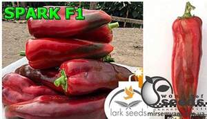Насіння перцю Спарк F1 500 нас. (Lark Seesd USA) Насіння перцю Спарк F1 500 нас. (Lark Seesd USA)