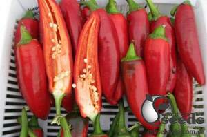 Насіння перцю гіркого Хірош F1 1000 нас. (Lark Seesd USA)