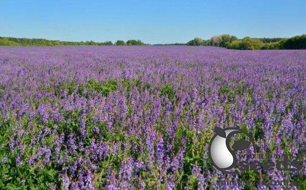 Люцерна 25 кг Люцерна 25 кг