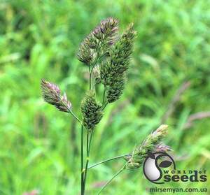 Грястиця збірна 20 кг Грястиця збірна 20 кг