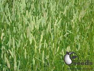 Тимофіївка 20 кг