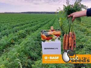 Насіння моркви Дейлянс F1/Deylyans F1 (1,4-1,6 мм) 100 000 сем. Нунемс (Nunhems)