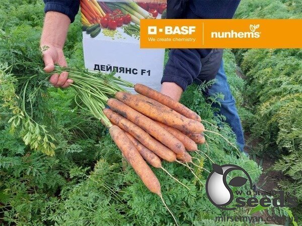 Насіння моркви Дейлянс F1 / Deylyans F1 (1,8-2 мм) 100 000 семена Нунемс (Nunhems) Насіння моркви Дейлянс F1 / Deylyans F1 (1,8-2 мм) 100 000 семена Нунемс (Nunhems)
