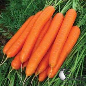 Насіння моркви Каданс F1 (1,8-2 мм) 100000 сем. Нунемс (Nunhems)