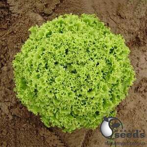 Салат Бартімер F1 5 000 семена Нунемс (Nunhems)