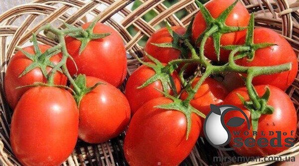 Томат "Беніто" F1 1000 с. Бейо (Bejo) Томат "Беніто" F1 1000 с. Бейо (Bejo)