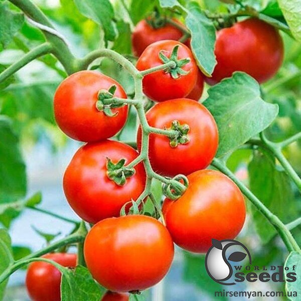 Томат "Толстой" F1 1000 с. Бейо (Bejo) Томат "Толстой" F1 1000 с. Бейо (Bejo)