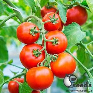 Томат "Толстой" F1 1000 с. Бейо (Bejo)