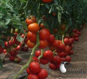 Томат "Толстой" F1 1000 с. Бейо (Bejo) Томат "Толстой" F1 1000 с. Бейо (Bejo)