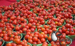 Томат "Толстой" F1 1000 с. Бейо (Bejo) Томат "Толстой" F1 1000 с. Бейо (Bejo)