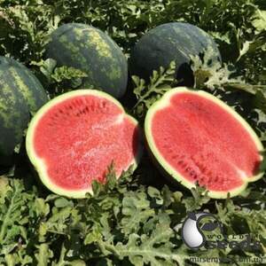 Насіння кавуна Лузітана F1 1000 с. Rijk Zwaan