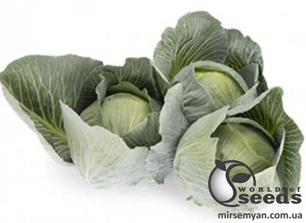 Насіння капусти Владима F1/Vladima F1 1000 с. Rijk Zwaan Насіння капусти Владима F1/Vladima F1 1000 с. Rijk Zwaan