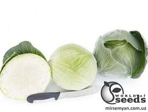 Насіння капусти Владима F1/Vladima F1 1000 с. Rijk Zwaan Насіння капусти Владима F1/Vladima F1 1000 с. Rijk Zwaan