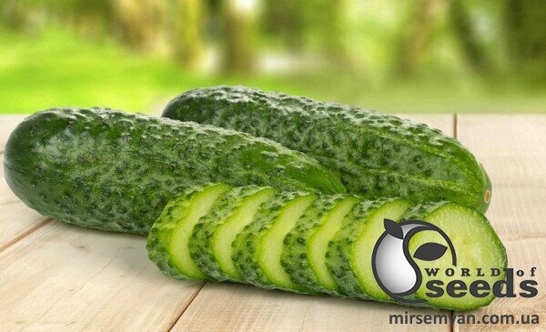 Насіння огірка Брідж F1 1000 с. Rijk Zwaan Насіння огірка Брідж F1 1000 с. Rijk Zwaan