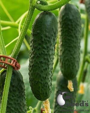 Насіння огірка Ілонара F1 250 с. Rijk Zwaan Насіння огірка Ілонара F1 250 с. Rijk Zwaan