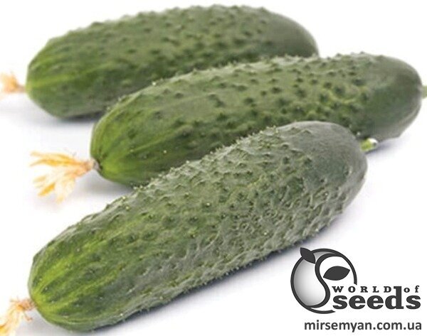 Насіння огірка Ілонара F1 1000 с. Rijk Zwaan Насіння огірка Ілонара F1 1000 с. Rijk Zwaan