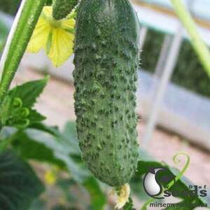 Огірок Шакті F1 - 100 с (Rijk Zwaan)