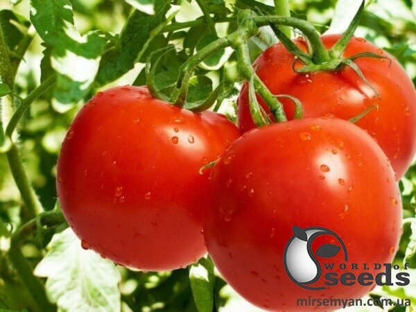 Томат Барбадос F1 100 с. Рік Цваан, (Rijk Zwaan) Томат Барбадос F1 100 с. Рік Цваан, (Rijk Zwaan)