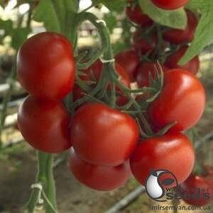 Томат Барбадос F1 100 с. Рік Цваан, (Rijk Zwaan) Томат Барбадос F1 100 с. Рік Цваан, (Rijk Zwaan)