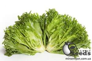 Насіння салату Дюнан 1000 с. Рік Цваан, (Rijk Zwaan) Насіння салату Дюнан 1000 с. Рік Цваан, (Rijk Zwaan)