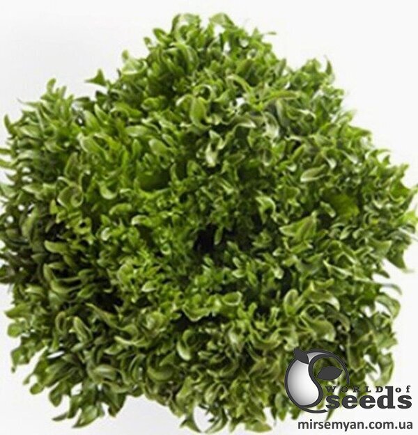 Насіння салату Дюнан 5000 с. Рік Цваан, (Rijk Zwaan) Насіння салату Дюнан 5000 с. Рік Цваан, (Rijk Zwaan)