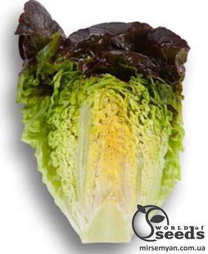 Насіння салату Розайн 5000 с. Рік Цваан, (Rijk Zwaan) Насіння салату Розайн 5000 с. Рік Цваан, (Rijk Zwaan)