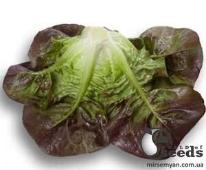 Насіння салату Розайн 1000 с. Рік Цваан, (Rijk Zwaan) Насіння салату Розайн 1000 с. Рік Цваан, (Rijk Zwaan)