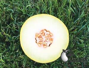 Насіння дині Дейра F1/Deyra F1 500 с. Enza Zaden Насіння дині Дейра F1/Deyra F1 500 с. Enza Zaden