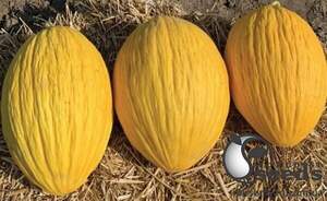 Насіння дині Егназіо F1/Egnazio F1 250 с. Enza Zaden