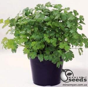 Насіння коріандру (кензи) Марино 1000 г (Enza Zaden)