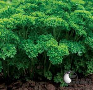 Насіння петрушки кучерявої Катинка 250 г (Enza Zaden)