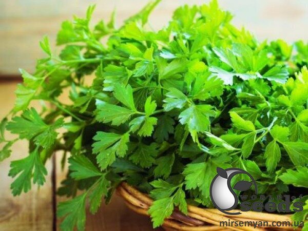 Насіння петрушки Топіт 50 000 с. (Enza Zaden) Насіння петрушки Топіт 50 000 с. (Enza Zaden)