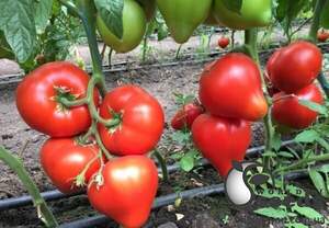 Насіння томату Арон F1 500 с. (Enza Zaden) Насіння томату Арон F1 500 с. (Enza Zaden)