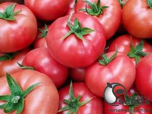Насіння томату Перугіне F1 500 c. (Enza Zaden)