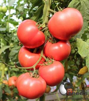 Насіння томату Перугіне F1 500 c. (Enza Zaden)