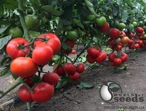 Насіння томату Саймон F1 500 c. (Enza Zaden)