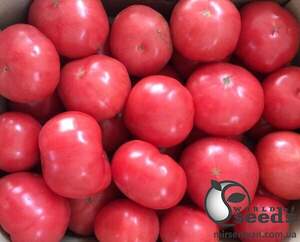 Насіння томату Тайпінк F1 500 c. (Enza Zaden)