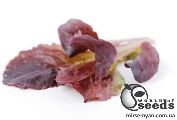 Салат Бебіліф Алборето, Rijk Zwaan, 100 000 с. Салат Бебіліф Алборето, Rijk Zwaan, 100 000 с.