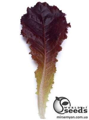 Салат Бебіліф Алборето, Rijk Zwaan, 100 000 с. Салат Бебіліф Алборето, Rijk Zwaan, 100 000 с.