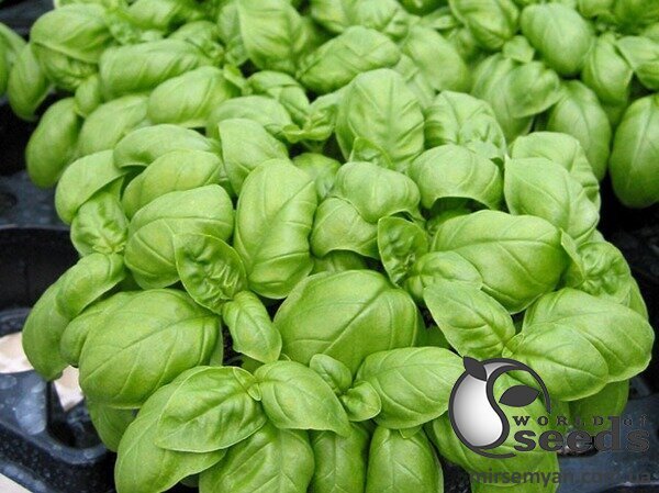 Базилік Емілі/Emily 250 г (Enza Zaden / Енза Заден) Базилік Емілі/Emily 250 г (Enza Zaden / Енза Заден)