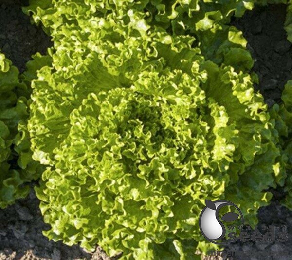 Салат Авеледа 1000 с. (Enza Zaden / Енза Заден) Салат Авеледа 1000 с. (Enza Zaden / Енза Заден)