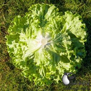 Салат Авеледа 1000 с. (Enza Zaden / Енза Заден) Салат Авеледа 1000 с. (Enza Zaden / Енза Заден)