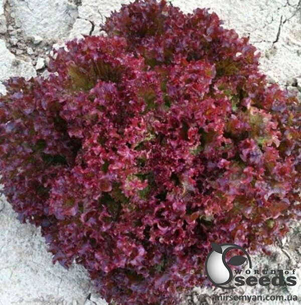 Салат Азірка 1 000 с. (Enza Zaden / Енза Заден) Салат Азірка 1 000 с. (Enza Zaden / Енза Заден)